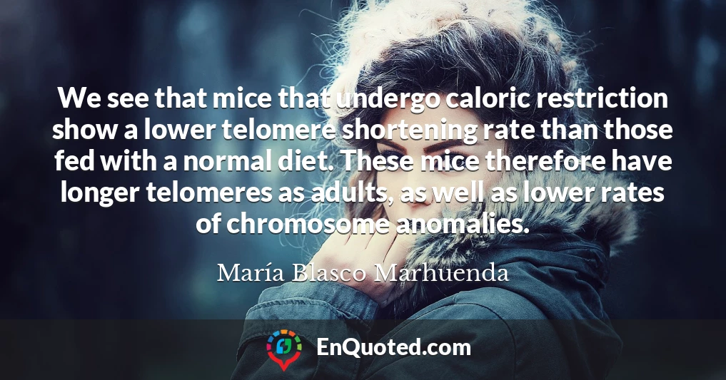 We see that mice that undergo caloric restriction show a lower telomere shortening rate than those fed with a normal diet. These mice therefore have longer telomeres as adults, as well as lower rates of chromosome anomalies.