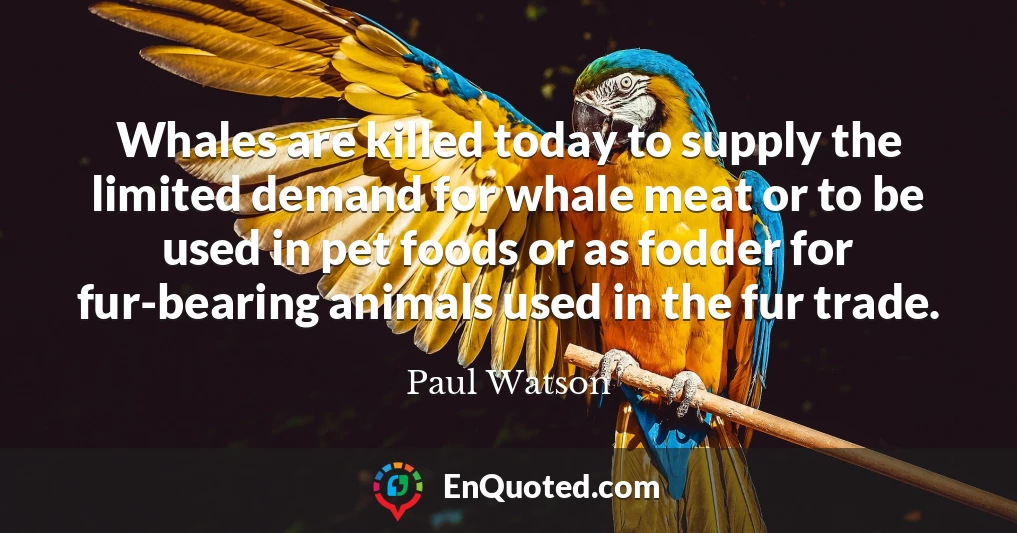 Whales are killed today to supply the limited demand for whale meat or to be used in pet foods or as fodder for fur-bearing animals used in the fur trade.