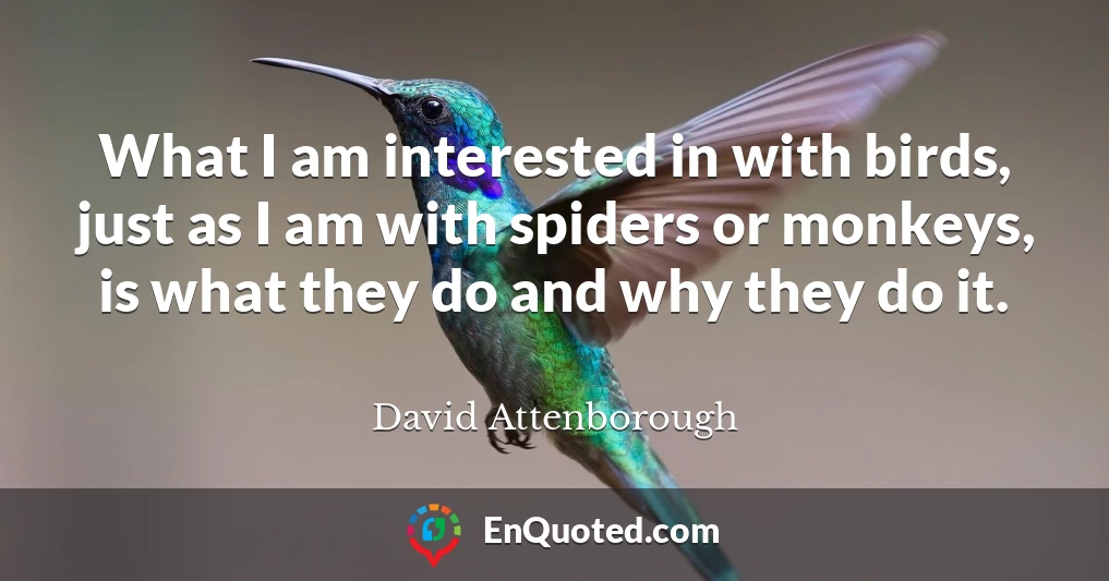 What I am interested in with birds, just as I am with spiders or monkeys, is what they do and why they do it.