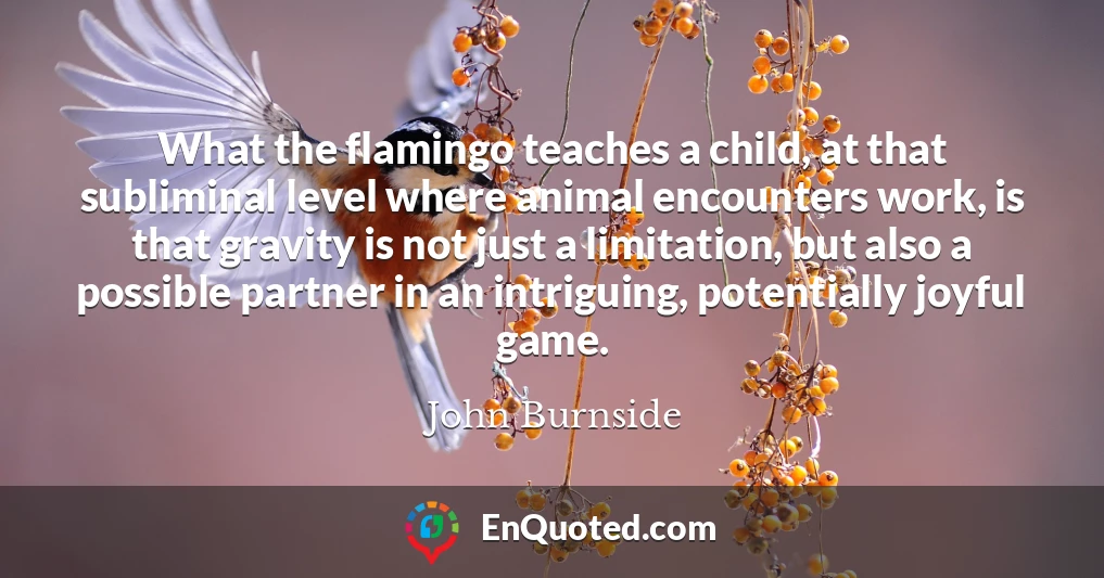 What the flamingo teaches a child, at that subliminal level where animal encounters work, is that gravity is not just a limitation, but also a possible partner in an intriguing, potentially joyful game.