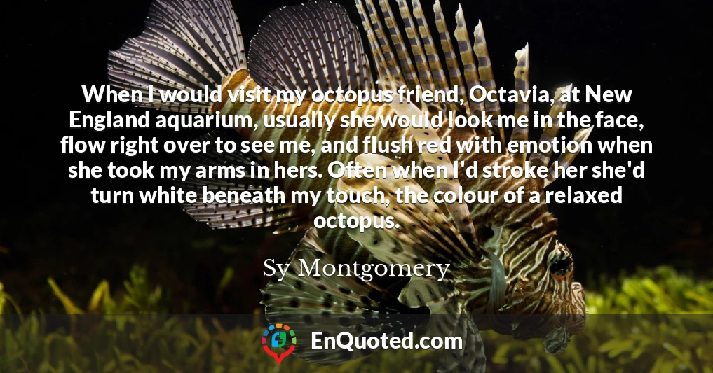 When I would visit my octopus friend, Octavia, at New England aquarium, usually she would look me in the face, flow right over to see me, and flush red with emotion when she took my arms in hers. Often when I'd stroke her she'd turn white beneath my touch, the colour of a relaxed octopus.