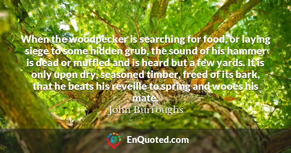 When the woodpecker is searching for food, or laying siege to some hidden grub, the sound of his hammer is dead or muffled and is heard but a few yards. It is only upon dry, seasoned timber, freed of its bark, that he beats his reveille to spring and wooes his mate.