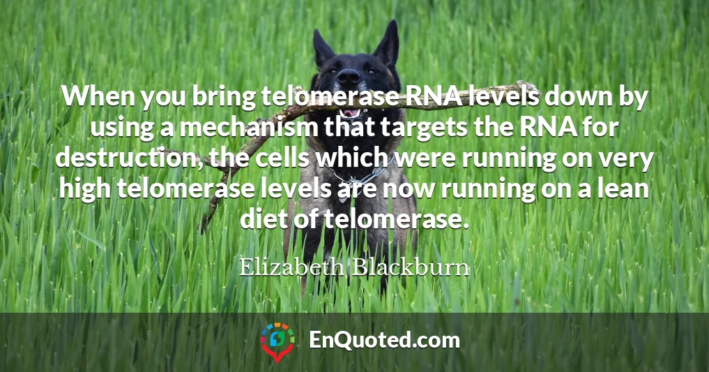 When you bring telomerase RNA levels down by using a mechanism that targets the RNA for destruction, the cells which were running on very high telomerase levels are now running on a lean diet of telomerase.