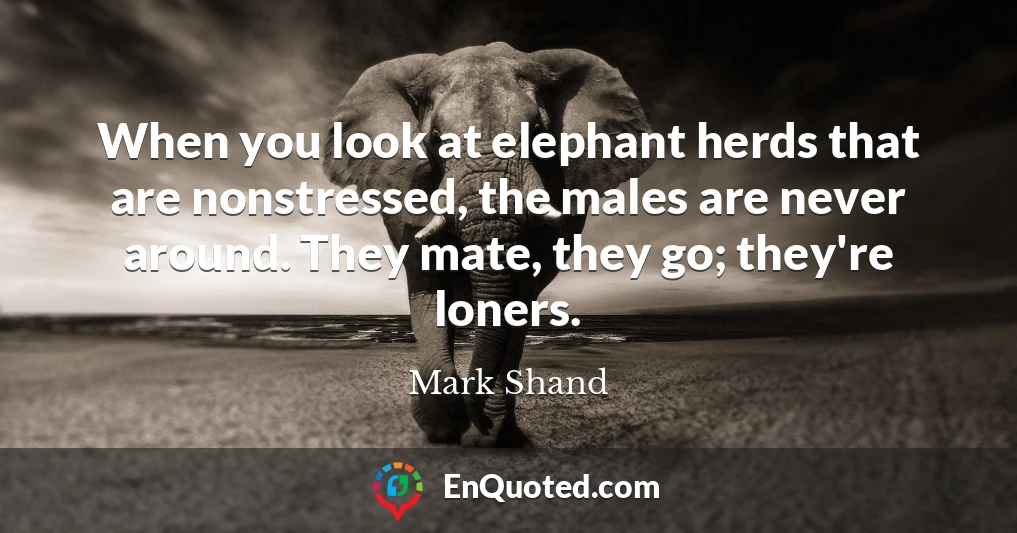 When you look at elephant herds that are nonstressed, the males are never around. They mate, they go; they're loners.