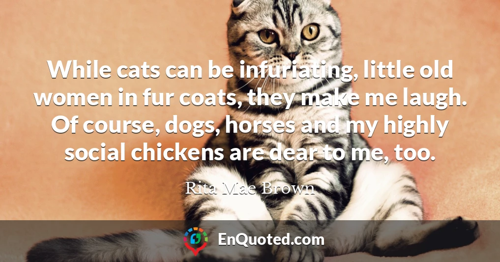 While cats can be infuriating, little old women in fur coats, they make me laugh. Of course, dogs, horses and my highly social chickens are dear to me, too.