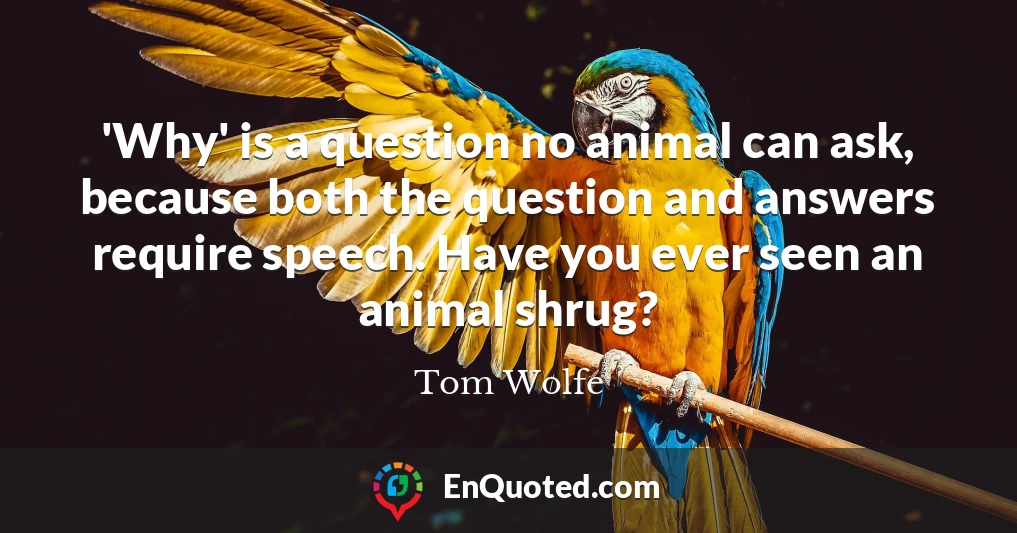 'Why' is a question no animal can ask, because both the question and answers require speech. Have you ever seen an animal shrug?