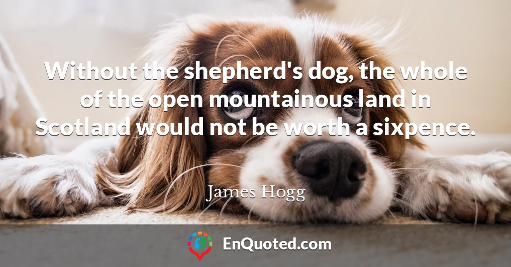 Without the shepherd's dog, the whole of the open mountainous land in Scotland would not be worth a sixpence.