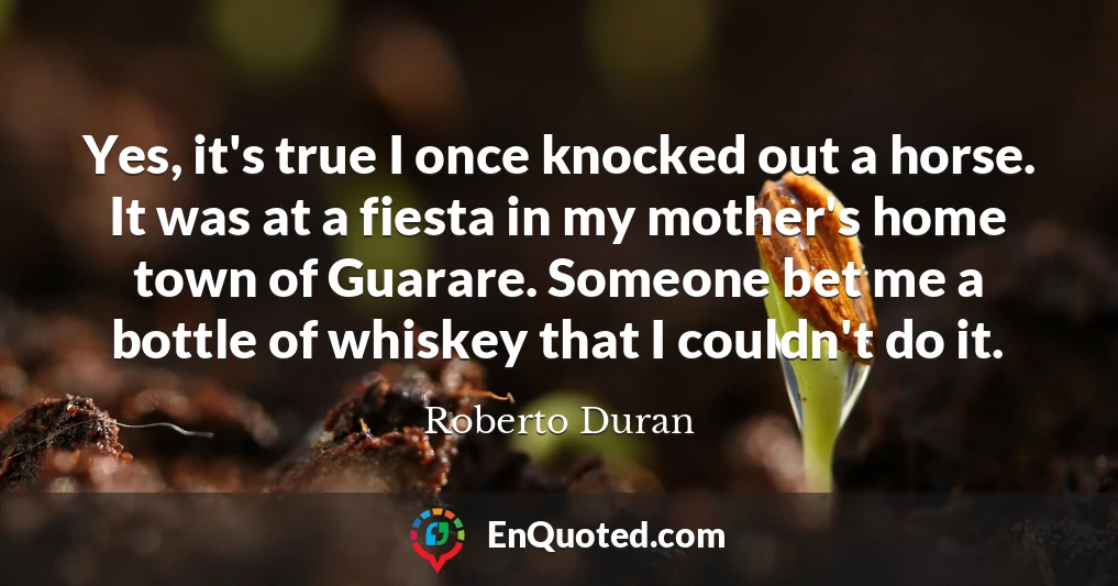 Yes, it's true I once knocked out a horse. It was at a fiesta in my mother's home town of Guarare. Someone bet me a bottle of whiskey that I couldn't do it.