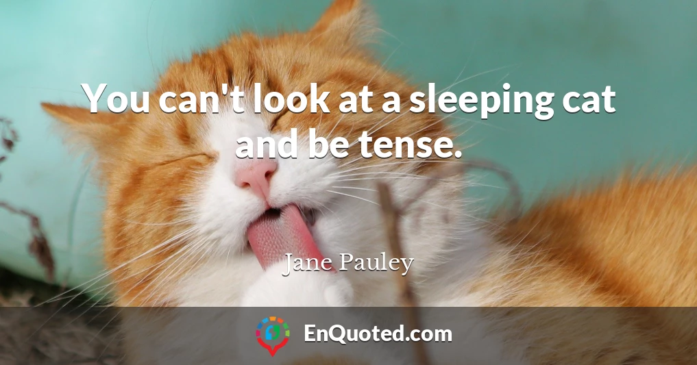 You can't look at a sleeping cat and be tense.