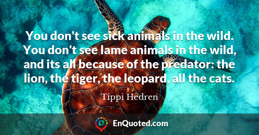 You don't see sick animals in the wild. You don't see lame animals in the wild, and its all because of the predator: the lion, the tiger, the leopard, all the cats.