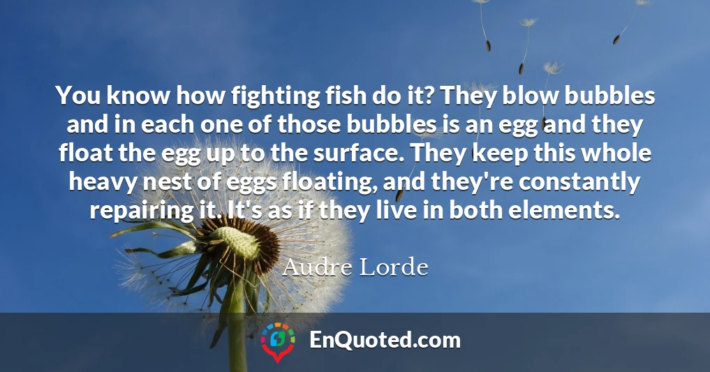 You know how fighting fish do it? They blow bubbles and in each one of those bubbles is an egg and they float the egg up to the surface. They keep this whole heavy nest of eggs floating, and they're constantly repairing it. It's as if they live in both elements.